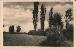 Black and white landscape photograph of field, trees, and clouds Postcard