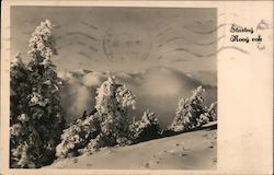 Snow Covered Trees and Hiils Postcard