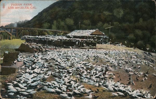 Pigeon Farm Los Angeles California