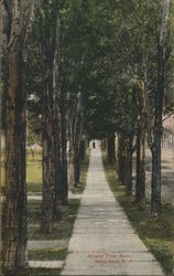 Maple Tree Row Postcard