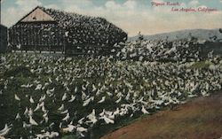 Pigeon Ranch Los Angeles, CA Postcard Postcard Postcard