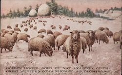 Golden hoofs sold by Nat Houston of the Great Western Commission Co., South Omaha, Neb. - A pasture of sheep in the snow Postcard