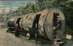 Spruce Log at Palmer Park Postcard