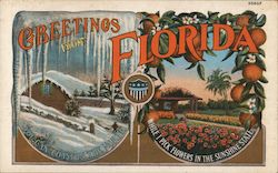 Greetings From Florida Postcard
