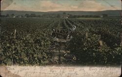 Chautauqua Grape Harvest Postcard