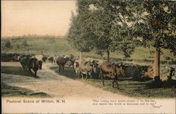 Pastoral Scene Postcard