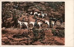 Horses on the Zig Zags, Bright Angel Trail Grand Canyon National Park, AZ Postcard Postcard Postcard