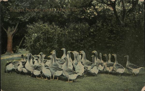 Farm Scene near Mayville, NY New York