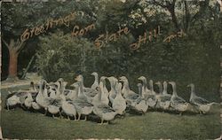 Greetings from State Hill N.Y. - A flock of geese in front of some trees Postcard