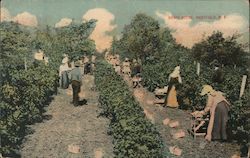 Grape Scene Westfield, NY Postcard Postcard Postcard