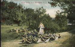 Farm Scene near Westfield, N.Y. Postcard