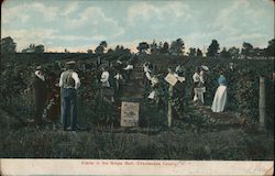 Scene in the Grape Belt, Chautauqua County Postcard