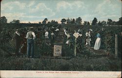 Scene in the Grape Belt, Chautauqua County New York Postcard Postcard Postcard