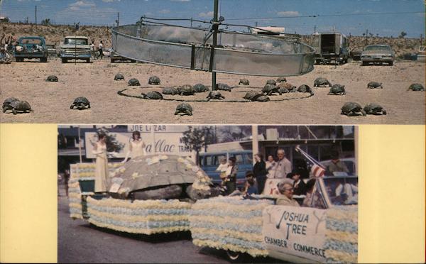 Turtle Races - Turtle Race Queen Joshua Tree California