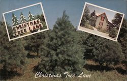 Christmas Tree Lane Harrisonville, MO Postcard Postcard 