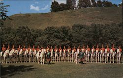 Abu Bekr Shrine White Horse Patrol Postcard