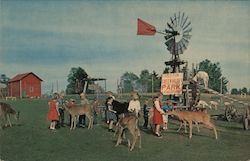 Feeding Deer at Green Valley Park Garrison, MN Postcard Postcard Postcard