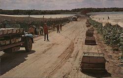 Farm workers loading picked tobacco leaves onto trucks for eventual use for making cigar wrappers. Postcard