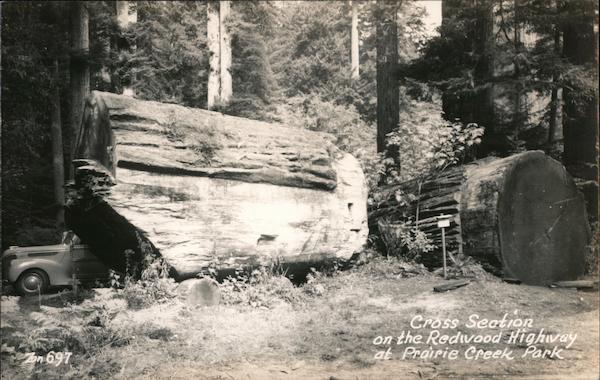 Cross Section on the Redwood Highway at Prairie Creek Park Orick California
