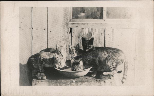 Five Cats and a Pan of Milk