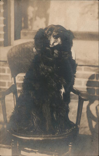 A black dog sitting in a chair Dogs
