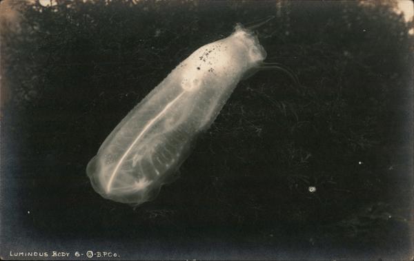 Luminous body Santa Catalina Island California The Baker Photographic Co.