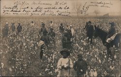 Workers Picking Cotton and an Overseer Postcard