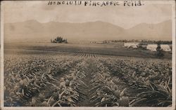 Honolulu Pineapple Field Hawaii Postcard Postcard Postcard