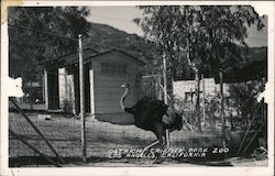 Ostrich Griffith Park Zoo Postcard