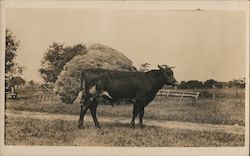 Cow on Farm Postcard