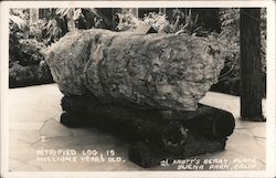 Petrified Log, 15 Million Years Old, Knott's Berry Place Buena Park, CA Postcard Postcard Postcard