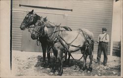 Man And Two Large Horses Postcard