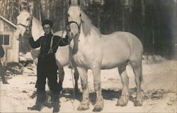 Man with Two Large White Horses Postcard