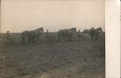 Three Horse Drawn Ploughs Tilling the Fields Postcard