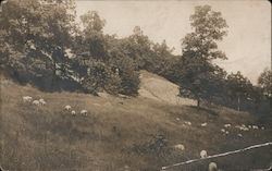 Sheep grazing on mountainous hill Avon, NY Postcard Postcard Postcard