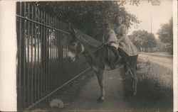 Two children on the back of a donkey. Postcard