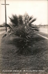 Flowering Cactus McAllen, TX Postcard Postcard Postcard