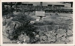 Knott's Berry Farm; Redwood Tree Postcard