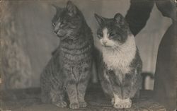 Two cats Postcard