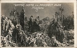 Winter Scene in Prospect Park Postcard