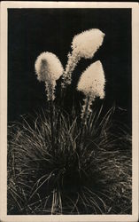 Bear or Basket Grass flowers Postcard