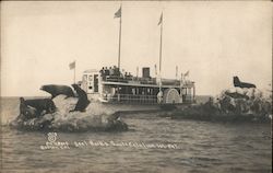 Seal Rocks Postcard
