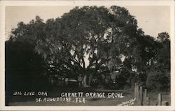 Big Live Oak - Dr. Garnett's Orange Grove Postcard
