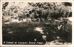 A Scene at Ledges State Park Boone, IA Postcard Postcard Postcard