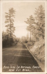 Road Thru The National Forest Postcard