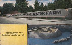 Arkansas Alligator Farm Postcard