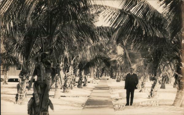 Walkway With Palm Trees Long Key Florida
