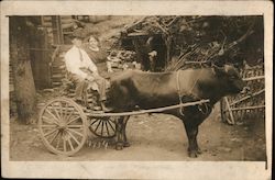 Photograph of couple riding in ox cart Postcard