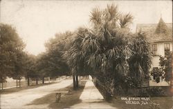 Oak Street West Arcadia, FL Postcard Postcard Postcard