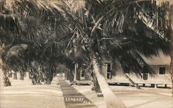 Walkway with Palm Trees Postcard